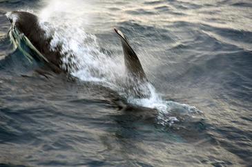 Orca, Arctic, Norwegian Sea © Etienne Pierart.